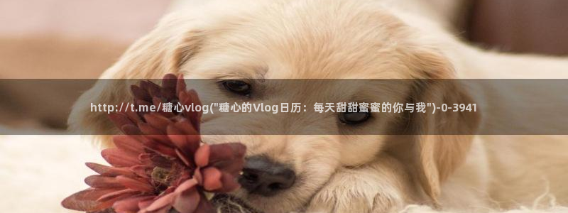 心糖vlog视频在线观看